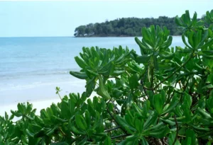 Green leaf and beautiful sea of Cambodia at the background.
