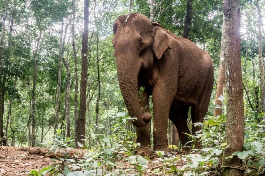 This isn’t a zoo. This isn’t a ride. This is elephants living their best life in the forest at Kulen Mountain, and you get to join them for a day.